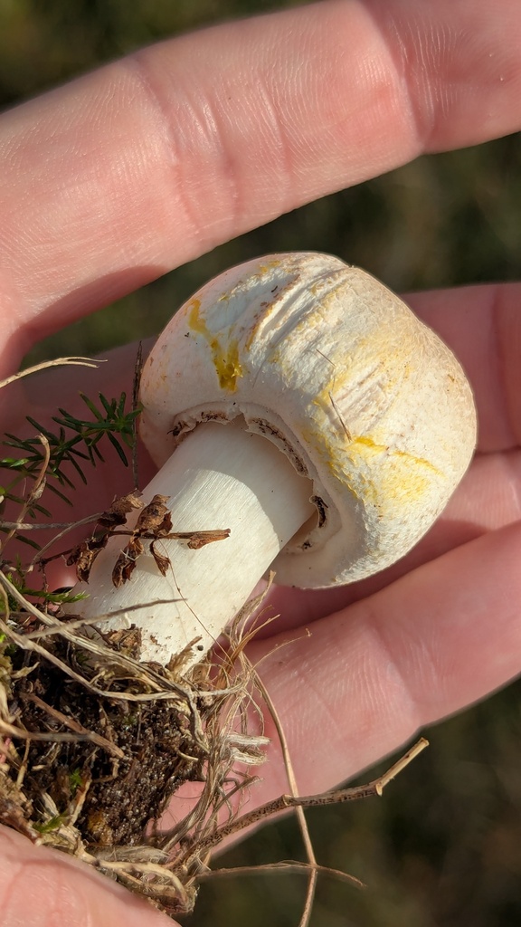 Agaricus xanthodermus · November 2025 · photo: © rudolphous (iNaturalist, cc-by)