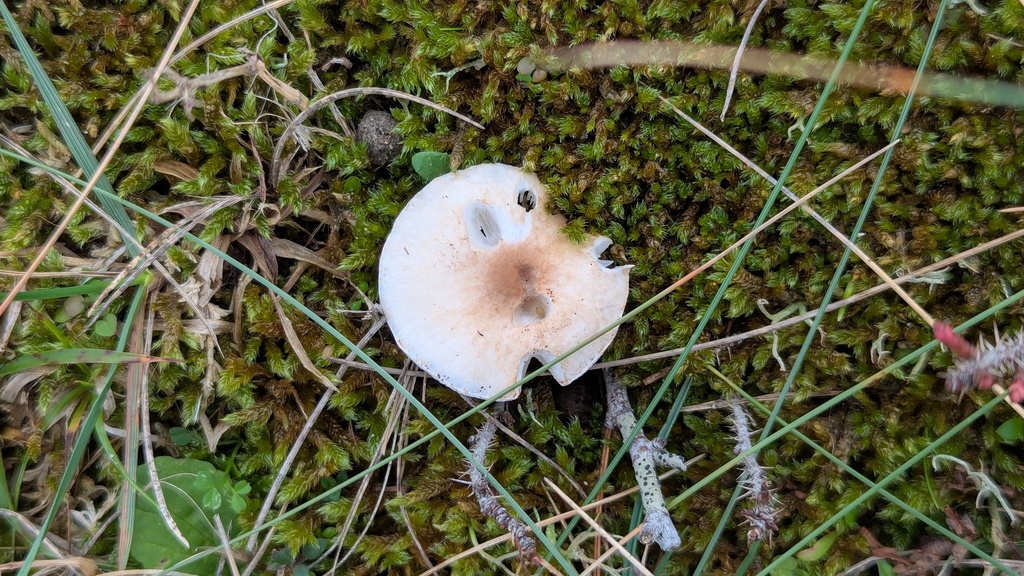 Lepiota erminea · November 2025 · photo: © rudolphous (iNaturalist, cc-by)