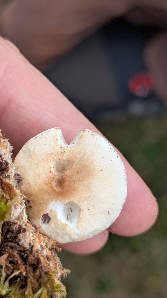 Lepiota erminea · November 2025 · photo: © rudolphous (iNaturalist, cc-by)