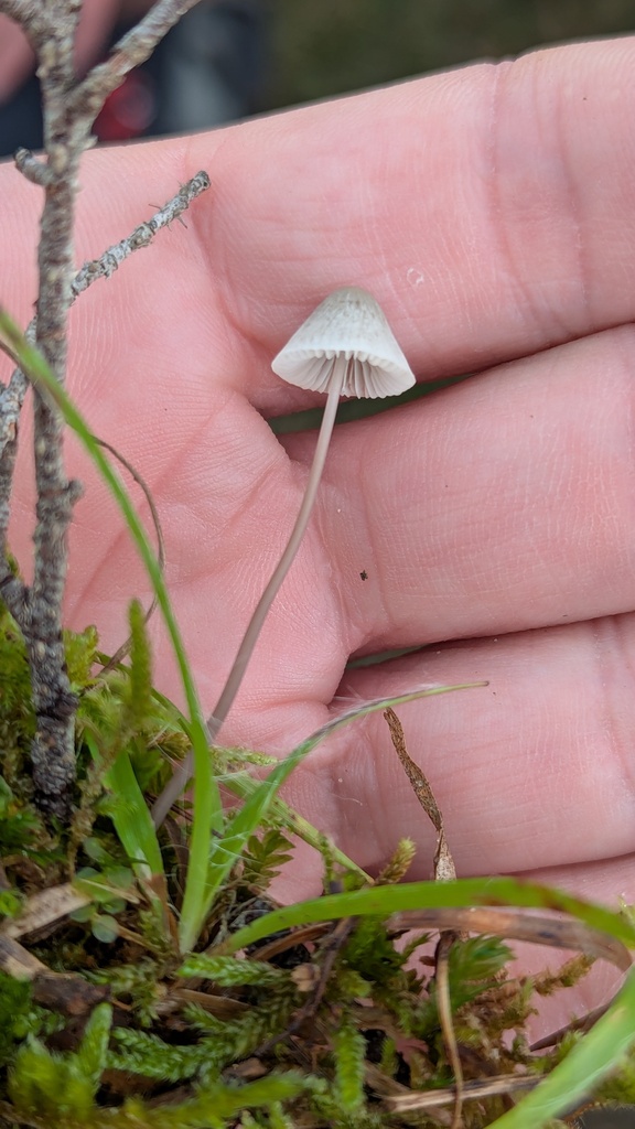 Mycena filopes · November 2025 · photo: © rudolphous (iNaturalist, cc-by)
