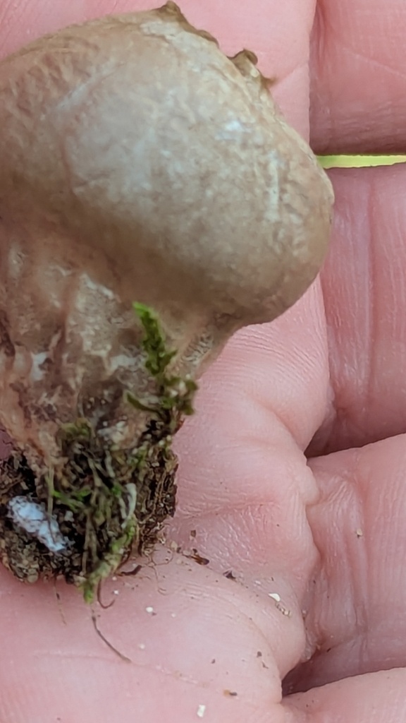 Lycoperdon lividum · November 2025 · photo: © rudolphous (iNaturalist, cc-by)