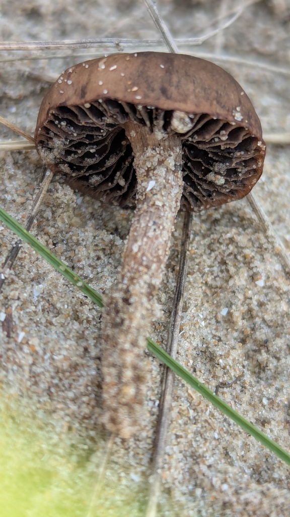 Psathyrella ammophila · November 2025 · photo: © rudolphous (iNaturalist, cc-by)