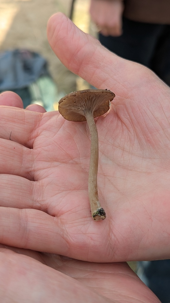 Pseudoclitocybe obbata · November 2025 · photo: © rudolphous (iNaturalist, cc-by)