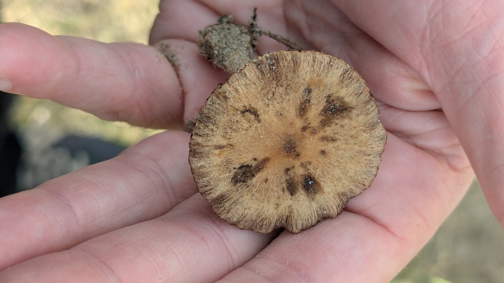 Psathyrella ammophila · November 2025 · photo: © rudolphous (iNaturalist, cc-by)
