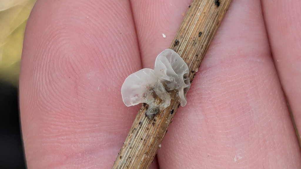 Metacampanella caesia · November 2025 · photo: © rudolphous (iNaturalist, cc-by)