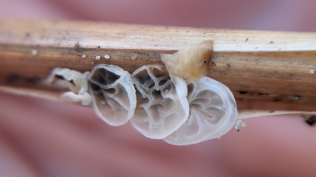 Metacampanella caesia · November 2025 · photo: © rudolphous (iNaturalist, cc-by)