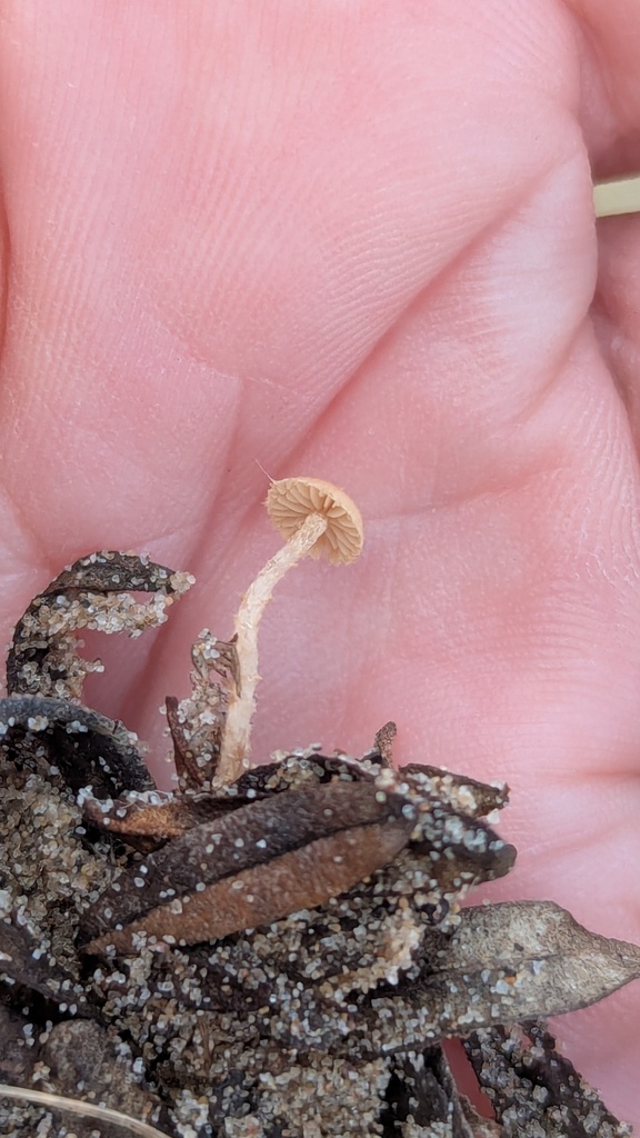 Flammulaster carpophilus
