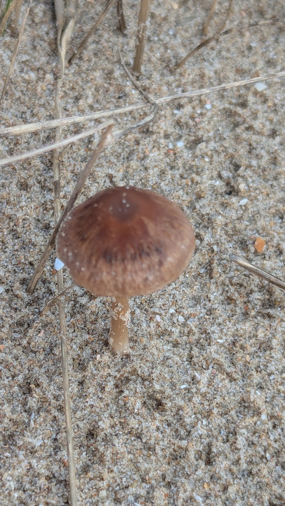 Psathyrella ammophila · November 2025 · photo: © rudolphous (iNaturalist, cc-by)