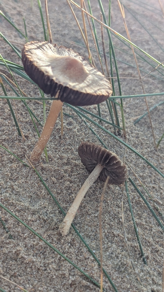 Psathyrella ammophila · November 2025 · photo: © rudolphous (iNaturalist, cc-by)
