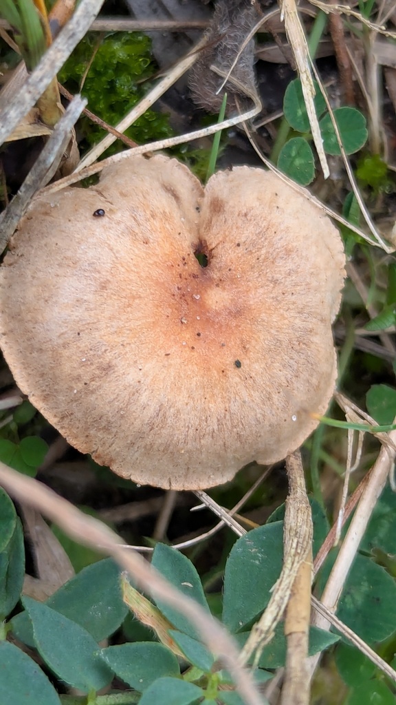 Hebeloma velatum · November 2025 · photo: © rudolphous (iNaturalist, cc-by)