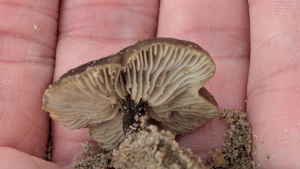 Melanoleuca bataillei
