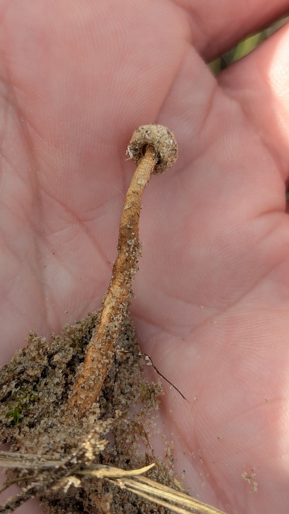 Tulostoma brumale · November 2025 · photo: © rudolphous (iNaturalist, cc-by)