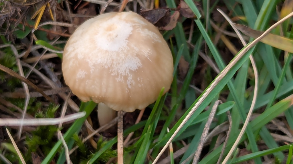 Cuphophyllus virgineus · November 2025 · photo: © rudolphous (iNaturalist, cc-by)