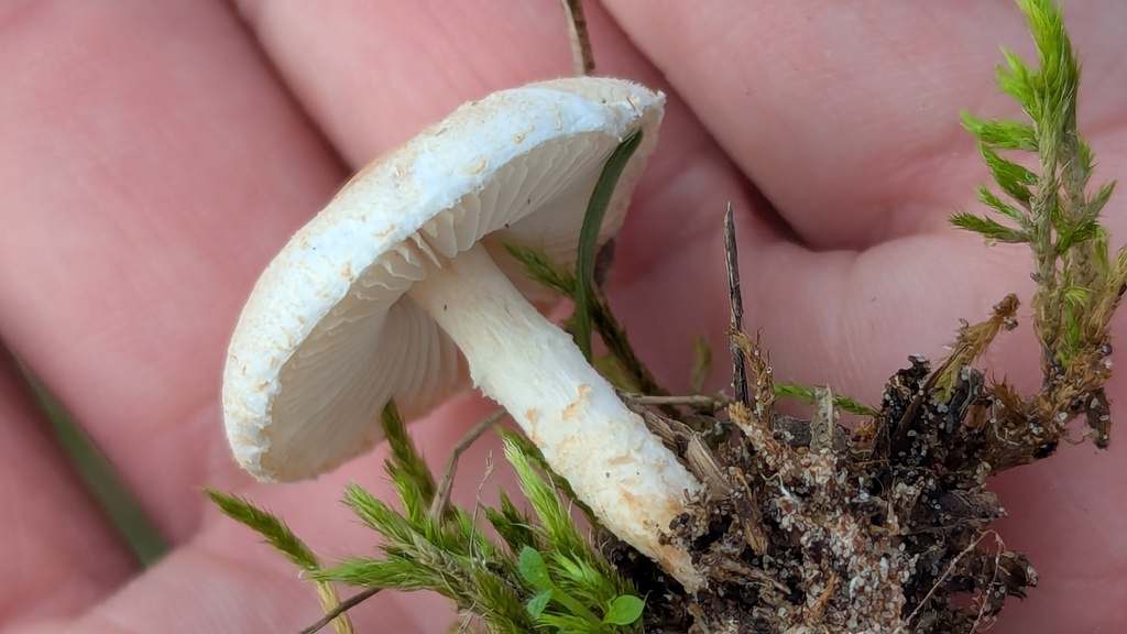 Lepiota erminea · November 2025 · photo: © rudolphous (iNaturalist, cc-by)