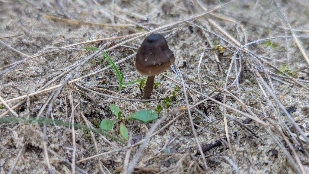 Phloeomana atropapillata · November 2025 · photo: © rudolphous (iNaturalist, cc-by)