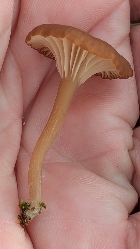 Omphalina pyxidata