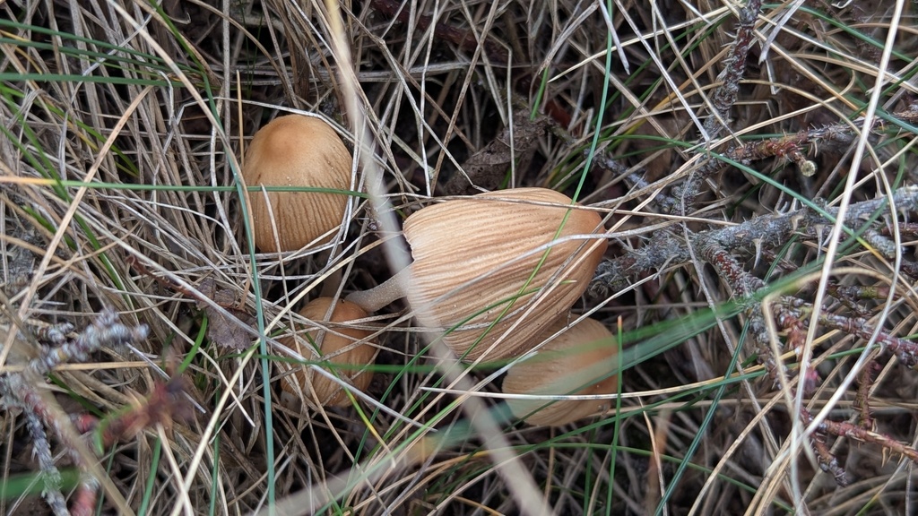 Coprinellus micaceus · November 2025 · photo: © rudolphous (iNaturalist, cc-by)