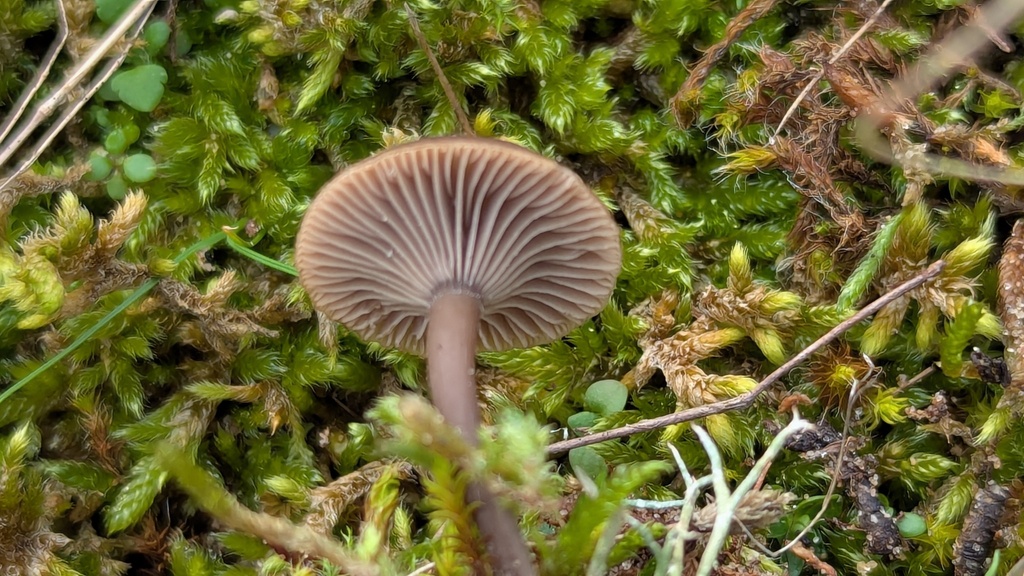Clitocybe barbularum · November 2025 · photo: © rudolphous (iNaturalist, cc-by)