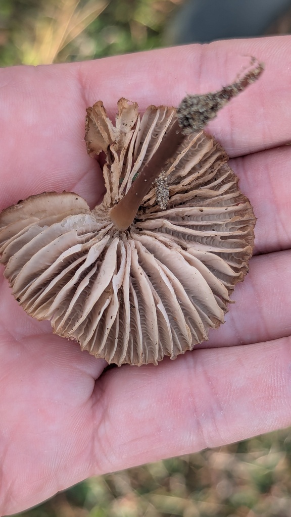 Mycena galericulata · November 2025 · photo: © rudolphous (iNaturalist, cc-by)