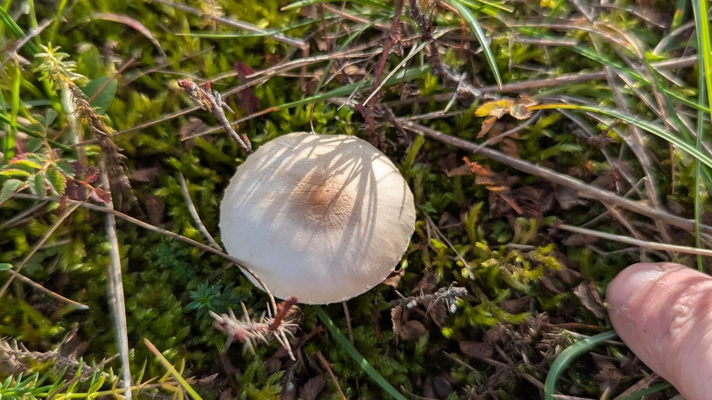 Lepiota erminea · November 2025 · photo: © rudolphous (iNaturalist, cc-by)