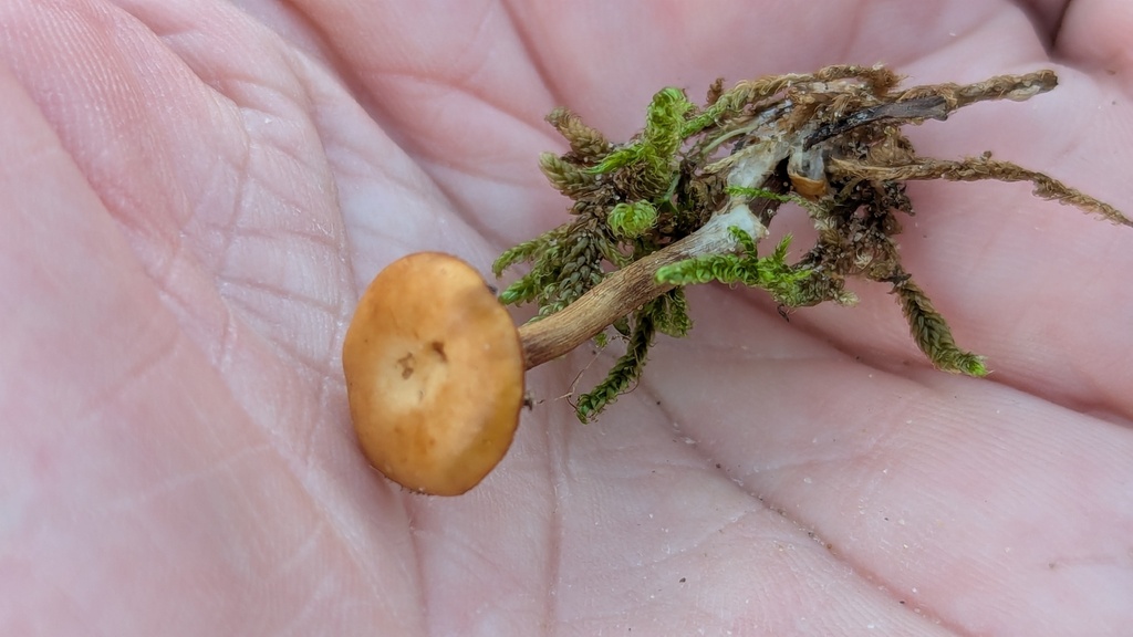 Galerina uncialis · November 2025 · photo: © rudolphous (iNaturalist, cc-by)