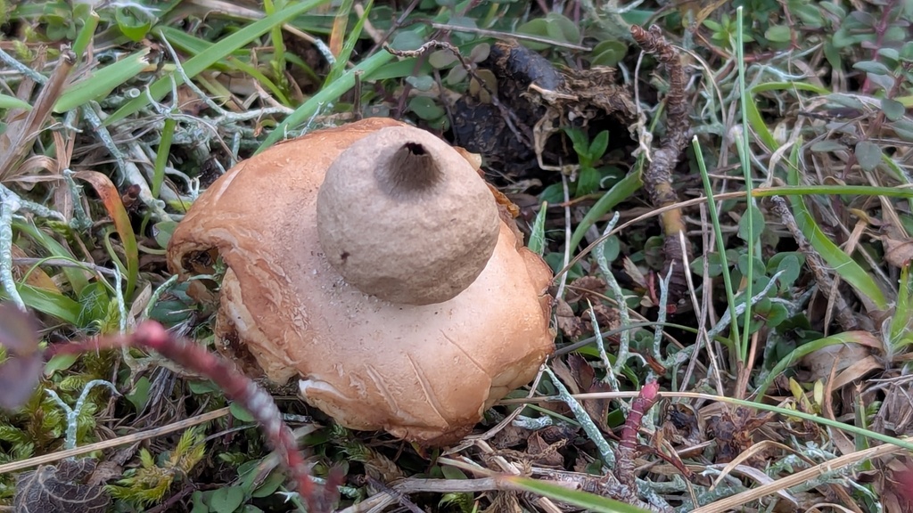 Geastrum saccatum · November 2025 · photo: © rudolphous (iNaturalist, cc-by)