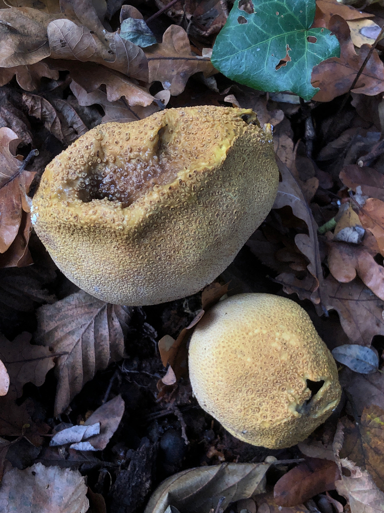 Scleroderma citrinum · November 2025 · photo: © marcellomanara (iNaturalist, cc-by)