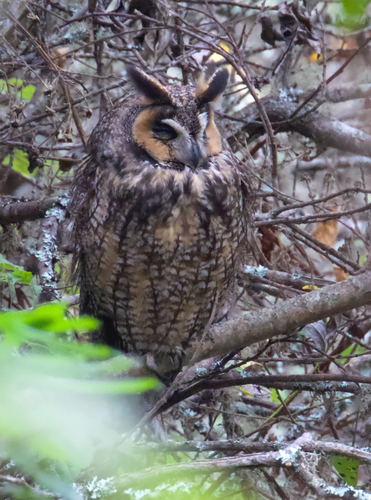 View observation of {o.common_name} on iNaturalist