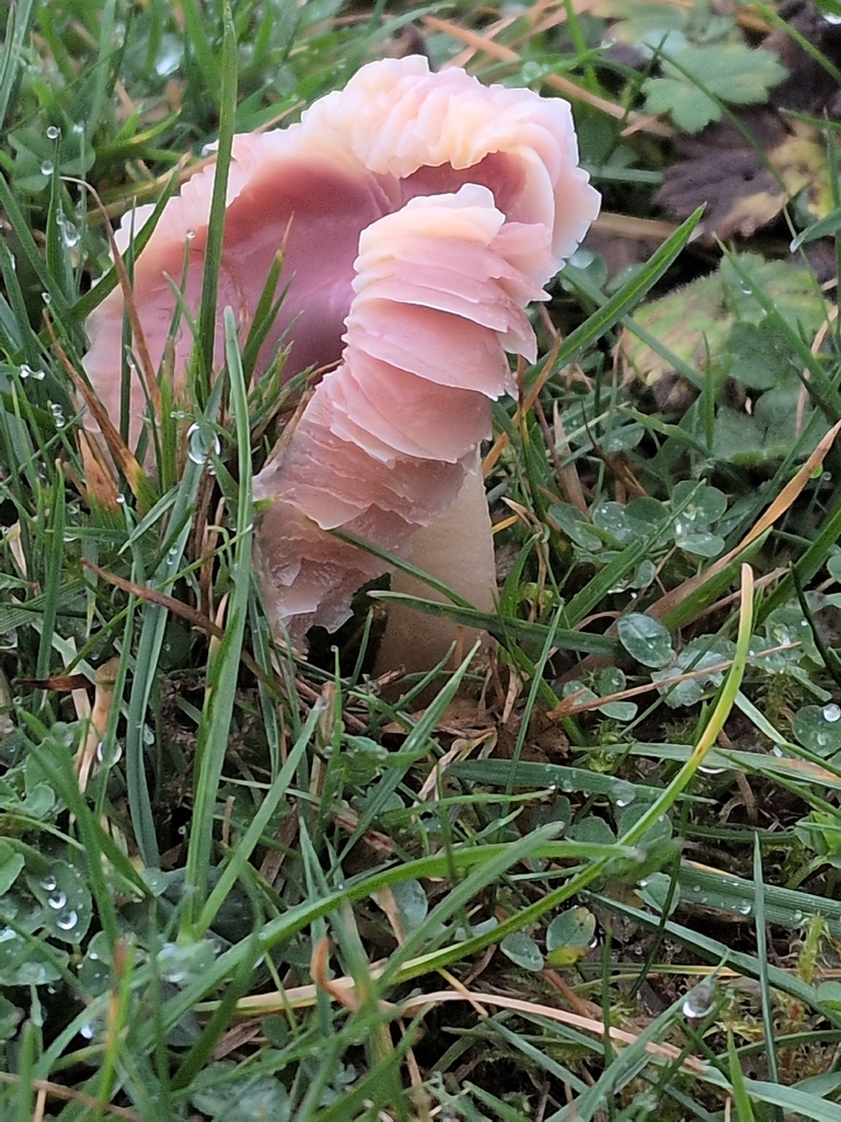 Gliophorus reginae · November 2025 · photo: © saramountpleasantfarm (iNaturalist, cc0)