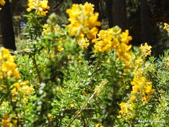 Adenocarpus hispanicus