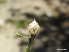 Catananche caerulea