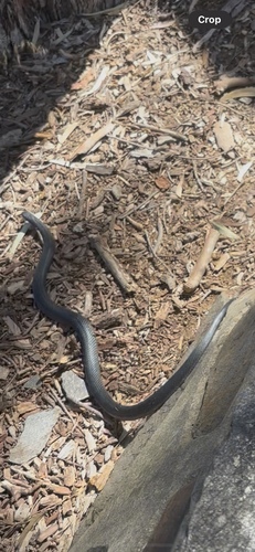 Red-bellied Black Snake sighting