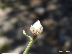 Catananche caerulea