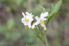 Solanum bonariense
