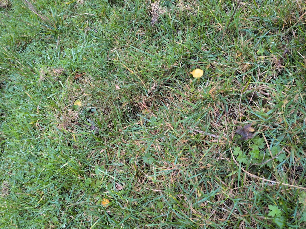 Gliophorus psittacinus · November 2025 · photo: © saramountpleasantfarm (iNaturalist, cc0)