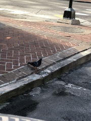 Columba livia