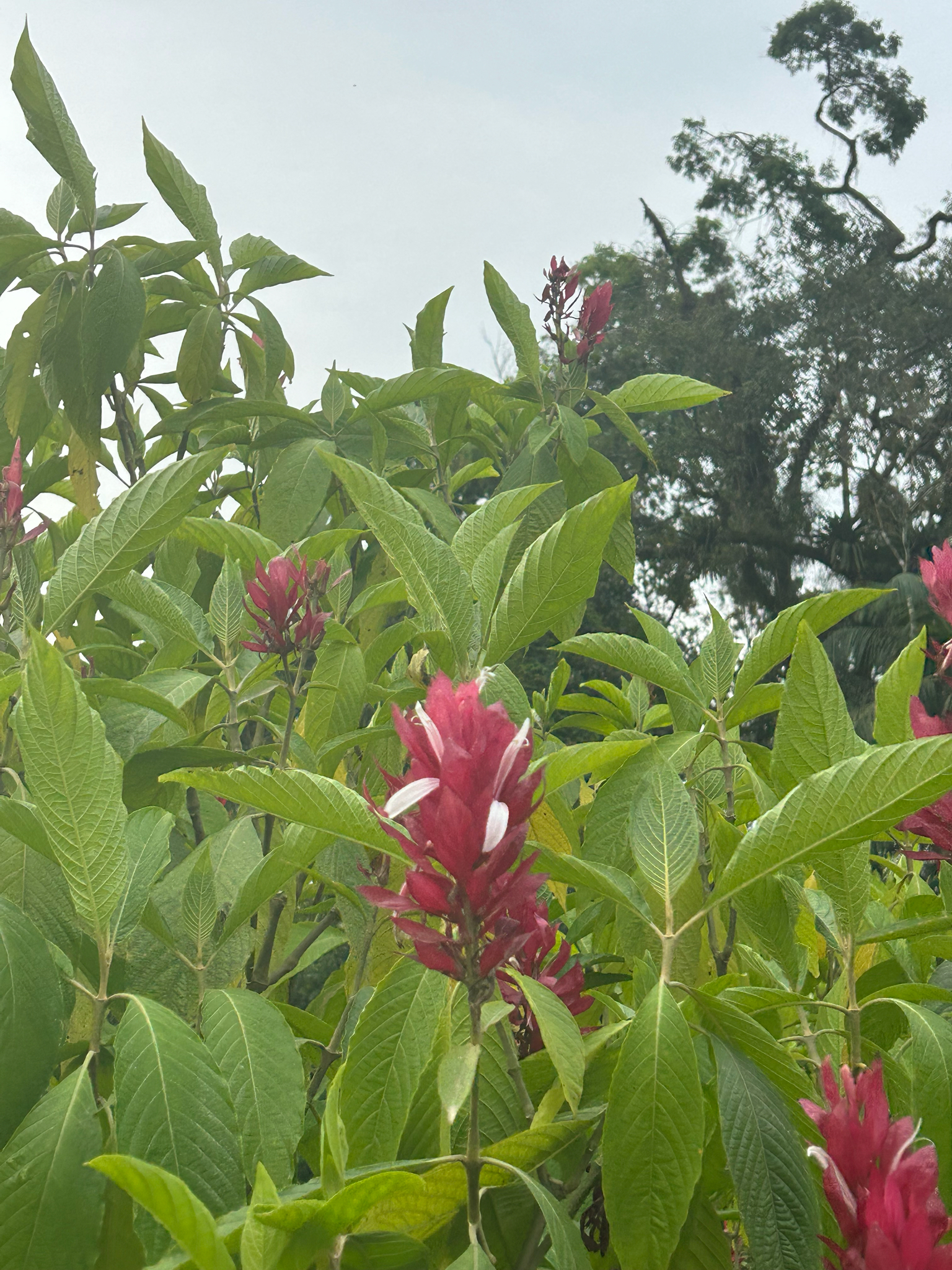 Megaskepasma erythrochlamys