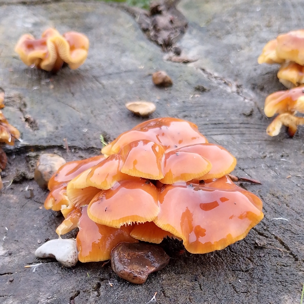 Flammulina · November 2025 · photo: © physcia_descendens (iNaturalist, cc-by)