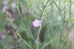 Agalinis communis