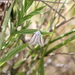 Cucullia argyrina - Photo (c) Romi Galeota Lencina, algunos derechos reservados (CC BY), subido por Romi Galeota Lencina