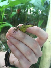 Anolis extremus