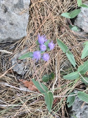 Chromolaena squarrulosa