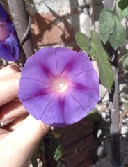 Ipomoea purpurea