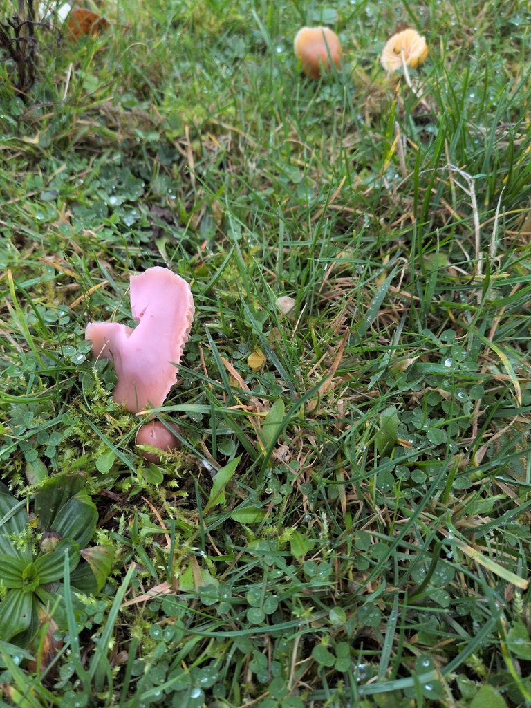 Gliophorus reginae · November 2025 · photo: © saramountpleasantfarm (iNaturalist, cc0)
