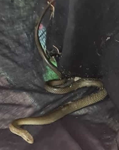 Eastern Brown Snake sighting