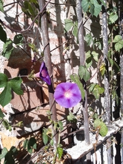Ipomoea purpurea