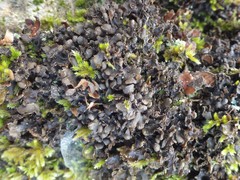 Nephroma tangeriense