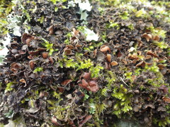 Nephroma tangeriense