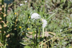 Gymnocoronis spilanthoides