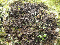 Nephroma tangeriense